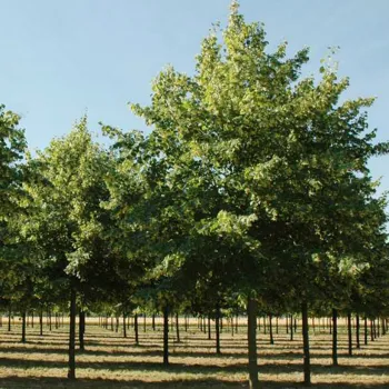 Липа европейская 'Pallida' (Tilia europaea 'Pallida')