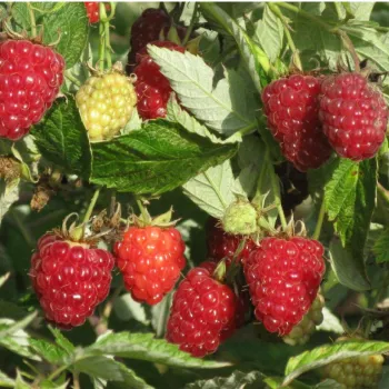 Малина 'Бабине Літо' (Rubus idaeus)