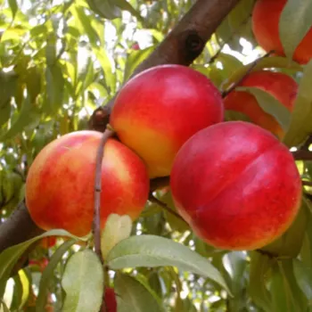 Нектарин 'Харблейз' (Prunus persica var. nucipersica 'Harblaze')