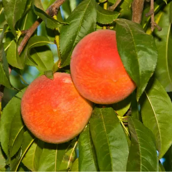 Персик 'Редхейвен' (Рrunus persica 'Red Heaven')