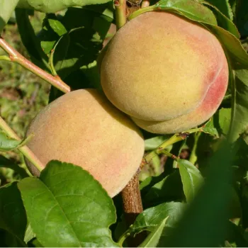 Персик 'Киевский Ранний' (Prunus persica 'Kievskiy Ranniy')