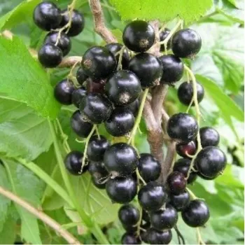 Смородина Черная Юбилейная Копаня