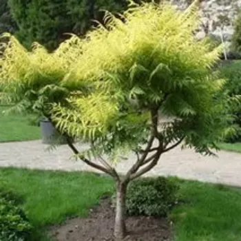 Сумах уксусный 'Диссекта' (Rhus typhina 'Dissecta')