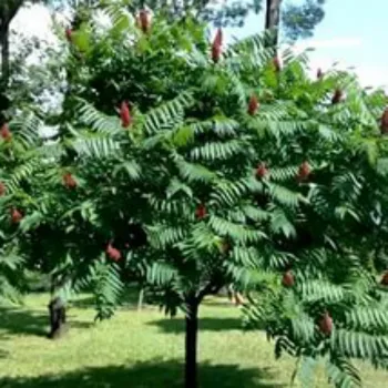 Сумах уксусный (Rhus typhina L.)