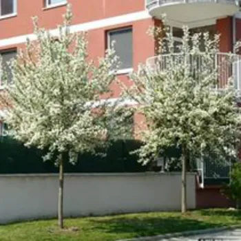 Черемуха обыкновенная 'Нана' (Prunus fruticosa 'Nana')