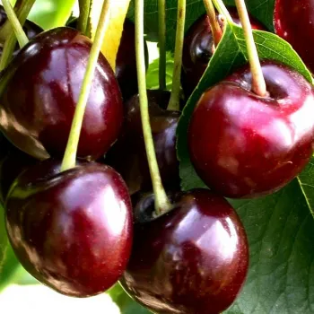 Черешня Бигаро Бурлат (Prunus avium 'Bigaro Burlat')
