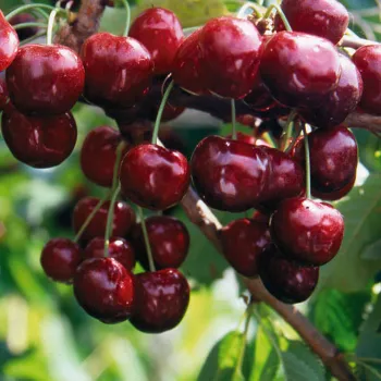 Черешня 'Валерий Чкалов' (Prunus avium 'Valery Chkalov')