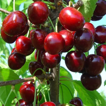 Черешня Донецкая Красавица (Prunus avium L.)