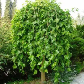 Шовковиця біла 'Плакуча' (Morus alba 'Pendula')