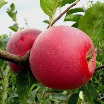 Яблоня 'Айдаред' (Malus domestica 'Idared')