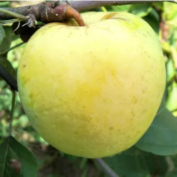 Яблоня 'Антоновка' (Malus domestica 'Antonovka')
