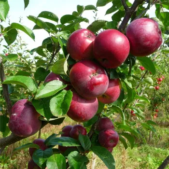Яблоня 'Спартан' (Malus 'Spartan')