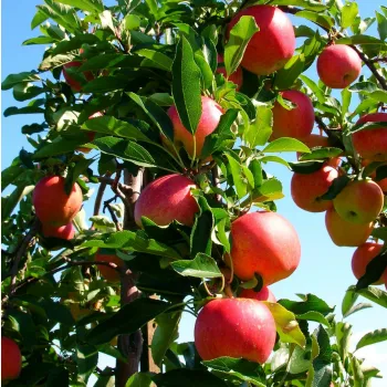 Яблоня 'Амулет' (Malus 'Amulet')
