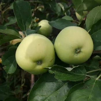 Яблоня 'Белый Налив' (Malus domestica 'Beliy Naliv')