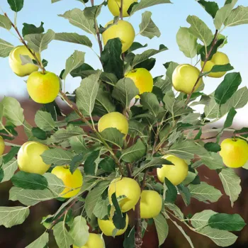 Яблоня 'Голден Делишес' (Malus domestica 'Golden Delicious')