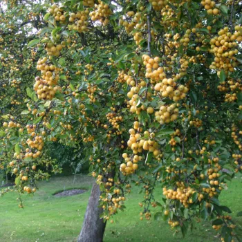 Яблоня 'Голден Хорнет' райская (Malus 'Golden Hornet')