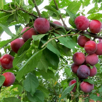 Яблоня DA 65 ('Дашенька') (Malus domestica)