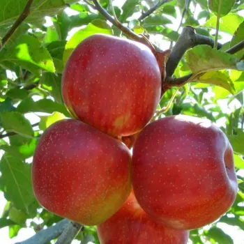 Яблоня 'Джонаголд Декоста' (Malus 'Jonagold Dacosta')