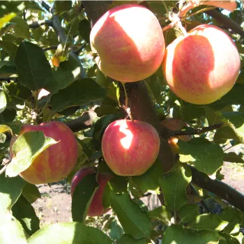 Яблоня 'Джонаголд' (Malus 'Jonagold')