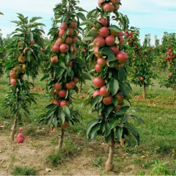 Яблоня Колоновидная КОПП47 (Malus)