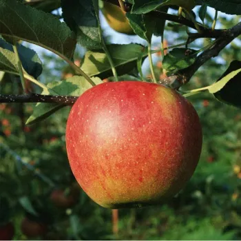 Яблоня 'Кортланд' (Malus domestica Borkh.)