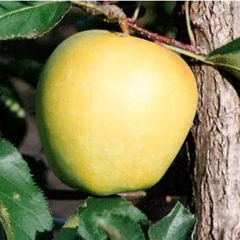 Яблоня Мутсу (Malus 'Mutsu')