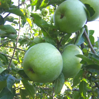 Яблоня Ренет Симиренко (Malus domestica Borkh.)