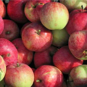 Яблоня 'Слава Победителям' (Malus domestica Borkh.)