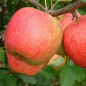 Яблоня 'Чемпион' (Malus 'Champion')