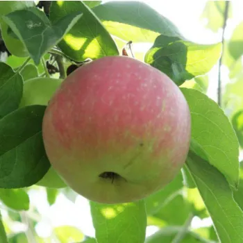 Яблоня 'Эрли Женева' (Malus domestica 'Early Geneva')