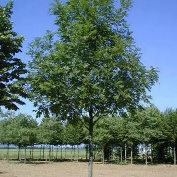 Ясень обыкновенный 'Вестхофс Глория' (Fraxinus excelsior 'Westhofs Glorie')