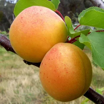 Абрикос 'Ананасовий' (Prunus armeniaca L.)