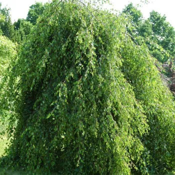 Береза ​​повисла 'Юнгі' (Betula pendula 'Youngii')