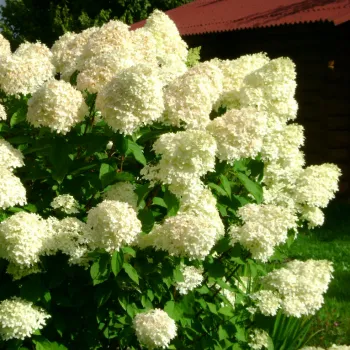 Гортензия метельчатая 'Лаймлайт' (Hydrangea paniculata 'Limelight')