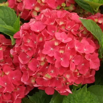 Гортензия крупнолистная 'Люцифер' (Hydrangea macrophylla 'Leuchtfeuer')