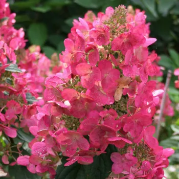 Гортензия метельчатая 'Мега Минди' (Hydrangea paniculata 'Mega Mindy')
