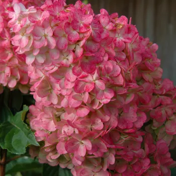 Гортензия метельчатая 'Ванилла Фрейз' (Hydrangea paniculata 'Vanille Fraise')