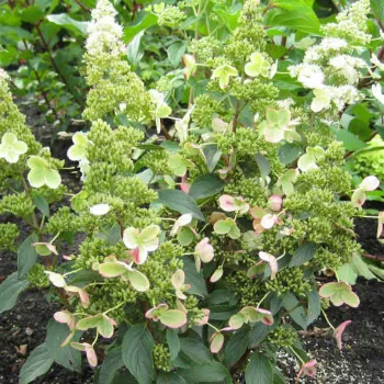 Гортензия метельчатая 'Меджикал Хималая' (Hydrangea paniculata 'Magical Himalaya')