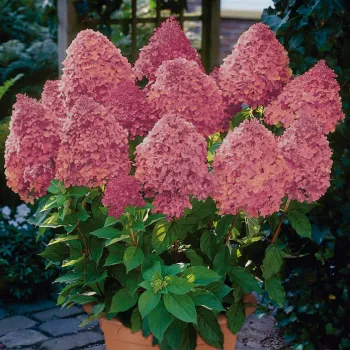 Гортензия метельчатая 'Меджикал Файр' (Hydrangea paniculata 'Magical Fire')
