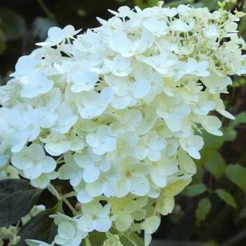 Гортензия метельчатая 'Сильвер Доллар' (Hydrangea paniculata 'Silver Dollar')