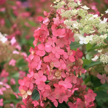 Гортензия метельчатая MIX (Hydrangea paniculata MIX)