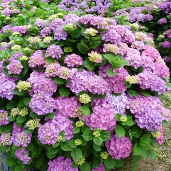 Гортензия крупнолистная 'Розита' (Hydrangea macrophylla 'Rosita')