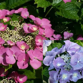 Гортензия  крупнолистная 'Тауб' (Hydrangea macrophylla 'Taube')