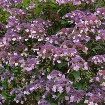 Гортензія колюча 'Гарячий Шоколад' (Hydrangea aspera 'Hot Chocolate')