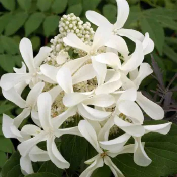 Гортензия метельчатая 'Грейт Стар' (Hydrandea paniculata 'Great Star')
