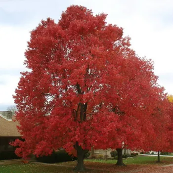 Клен красный (Acer rubrum)