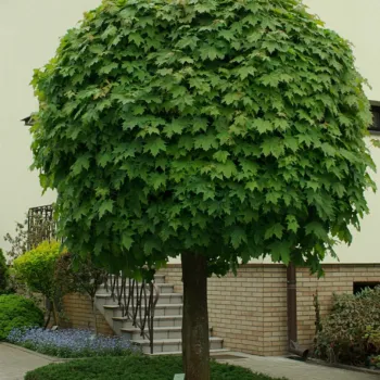 Клен остролистный 'Глобозум' (Acer platanoides 'Globosum')