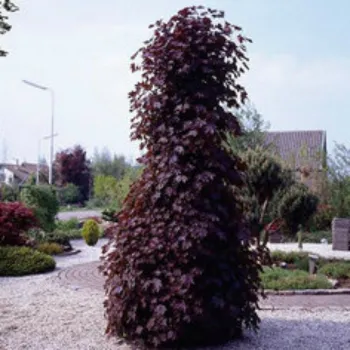 Клен платанолистый 'Кримсон Сентри' (Acer platanoides 'Crimson Sentry')
