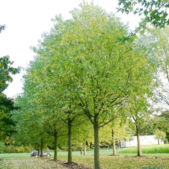 Клен серебристый (сахарный) (Acer saccharinum)