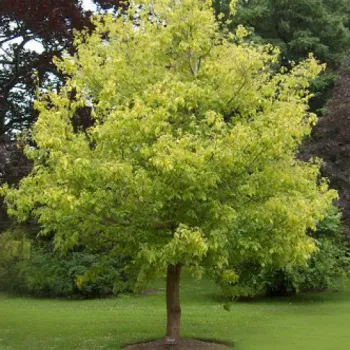 Клен ясенелистный 'Барабитс Компакт' (Acer negundo 'Barabit's Compact')